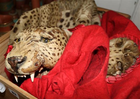 Early 20th century leopard skin rug, 5ft 10in(-)